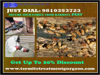 Get Up To 20% Discount Outstanding Termite Treatment Gurgaon