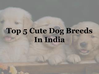 Top 5 Cute Dog Breeds in India