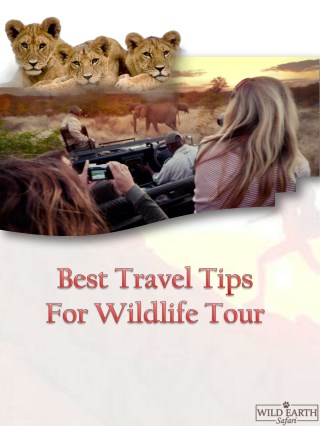 Best Travel Tips For Wildlife Tour