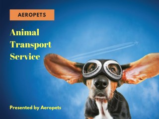 Aeropets Animal Transport Services