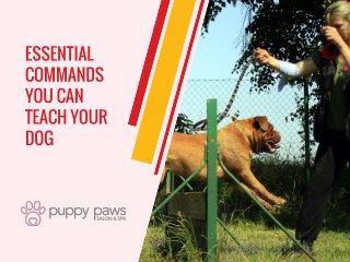 Essential Commands You Can Teach Your Dog
