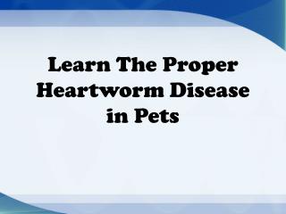 Learn the Proper Heartworm Disease in Pets