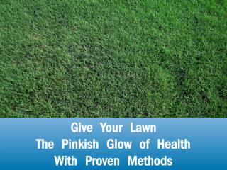 Give your lawn the pinkish glow of health with proven methods