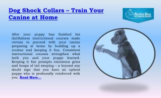 Dog Shock Collars – Train your canine at home