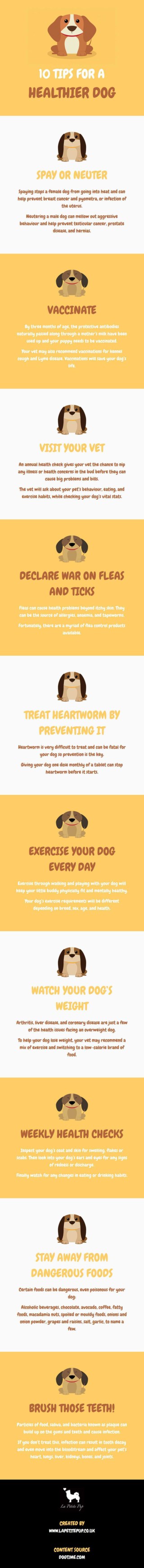 10 Tips For A Healthier Dog