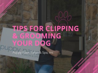 Tips for clipping and grooming your dog