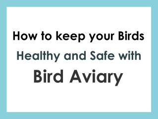 How to keep your birds healthy and safe with Bird Aviary?