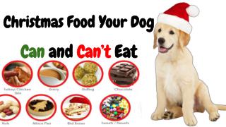 Christmas Food Your Dog Can and Can't Eat