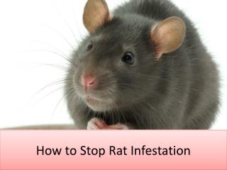How to Stop Rat Infestation