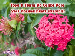 8 melhores flores para cada um poderiam espalhar a alegria de dar