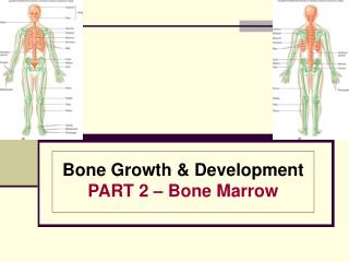 Bone Growth & Development PART 2 – Bone Marrow