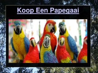 Koop een Papegaai