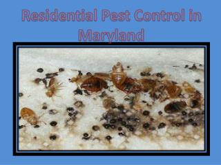 Residential Pest Control in Maryland