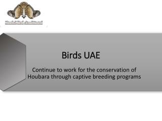 Birds Uae