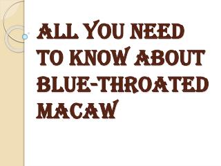 Information About Blue-Throated Macaw