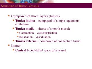 Structure of Blood Vessels