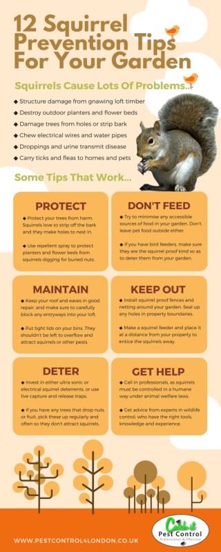 Pest Control Squirrels Infographic Guide