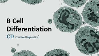 B Cell Differentiation