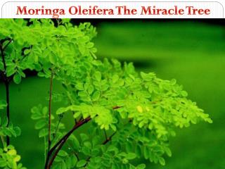 Moringa Oleifera the Miracle Tree