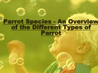 An Overview of the Different Types of Parrot - Parrot Species