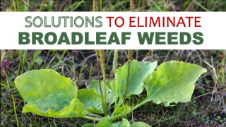 Solutions to Eliminate Broadleaf Weeds