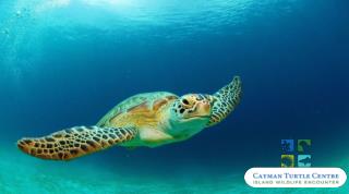 Explore the Amazing Wildlife of Cayman with Cayman Turtle Centre Tour
