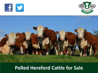 Polled Hereford Cattle for Sale