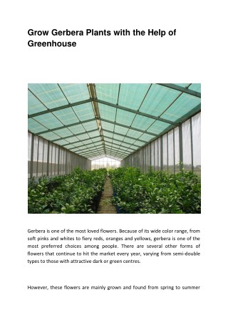 Grow Gerbera Plants with the Help of Greenhouse