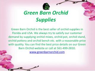 Shop Beautiful Orchid Vanda Baskets in Florida at Reasonable Prices