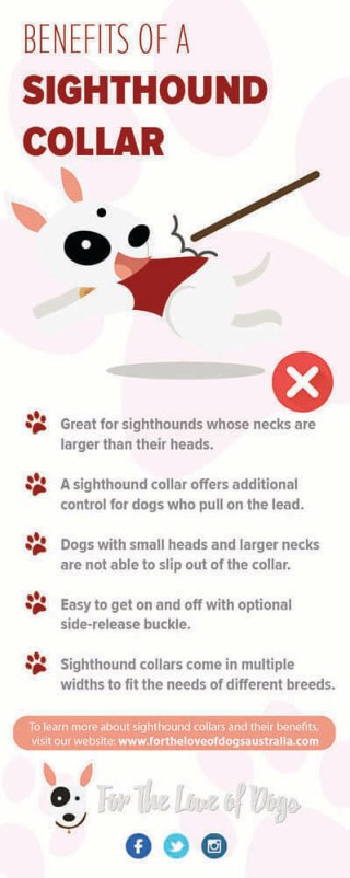 Pros of buying a sighthound dog collar