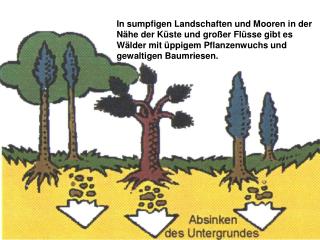 In sumpfigen Landschaften und Mooren in der Nähe der Küste und großer Flüsse gibt es Wälder mit üppigem Pflanzenwuchs un