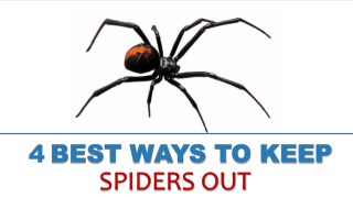 4 Best Ways to Keep Spiders Out