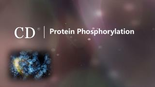 Protein Phosphorylation-Creative Diagnostics