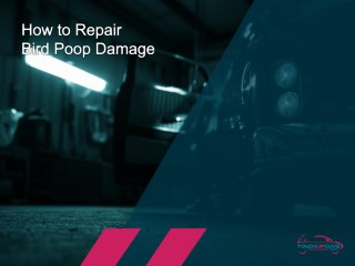 How to Best Repair Bird Poop Damage