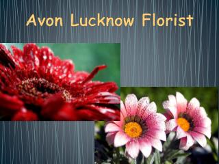 Send Flowers to Lucknow