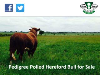 Pedigree Polled Hereford Bull for Sale