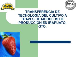 TRANSFERENCIA DE TECNOLOGIA DEL CULTIVO A TRAVES DE MODULOS DE PRODUCCION EN IRAPUATO, GTO.