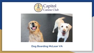 Dog Boarding McLean VA - Capitol Canine Club