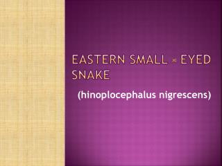 Brisbane Extremely Venomous Snake - Eastern Small - Eyed Snake