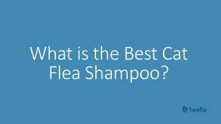 What is the Best Cat Flea Shampoo