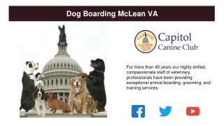 Best Dog Boarding McLean VA