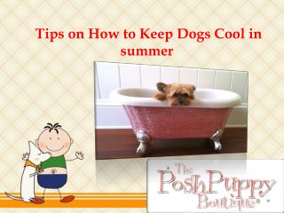 Tips on How to Keep Dogs Cool in summerÂ 
