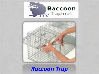 Raccoon Trap