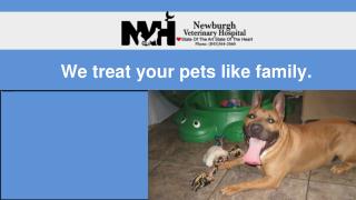 Animal Hospital in Newburgh