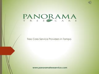 Tree Services in Tampa - Panorama Tree Care