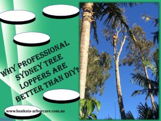 Professional Tree Loppers in Sydney