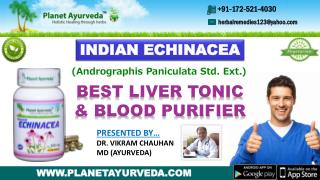 Indian Echinacea, Kalmegha (à¤•à¤¾à¤²à¤®à¥‡à¤˜) - Best Liver Tonic & Blood Purifier