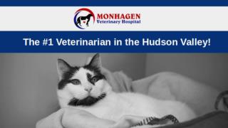 Best Pet Vet Middletown, NY