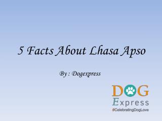 5 Facts About Lhasa Apso