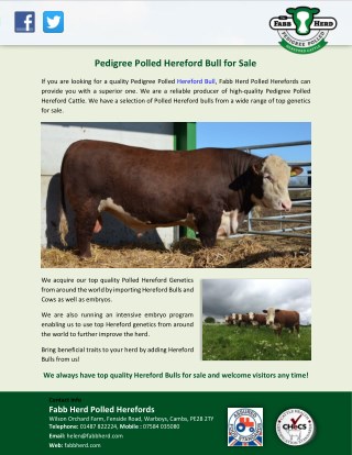 Pedigree Polled Hereford Bull for Sale